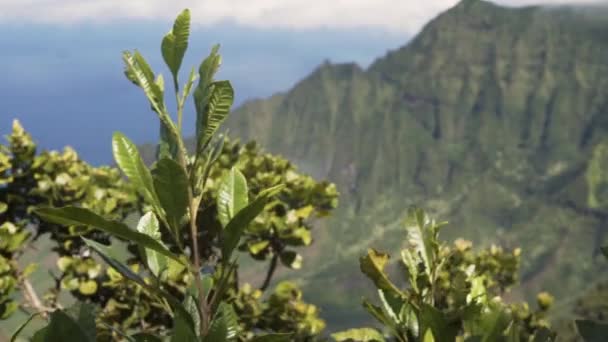 Câmera Lenta Pan Sobre Ensolarado Pali Litoral Havaí — Vídeo de Stock
