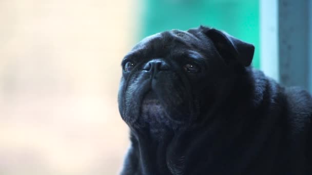 Oude Zwarte Pug Slaperig Rond Kijken Close — Stockvideo