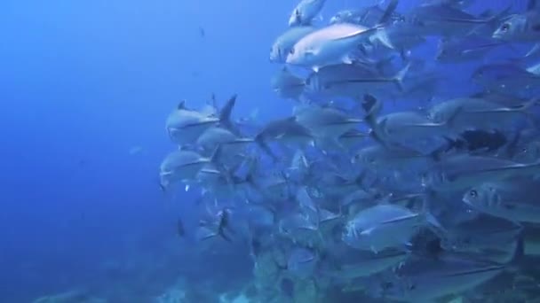 Câmera Cercada Por Prata Jack Peixes Barracudas Nadando Redor Como — Vídeo de Stock