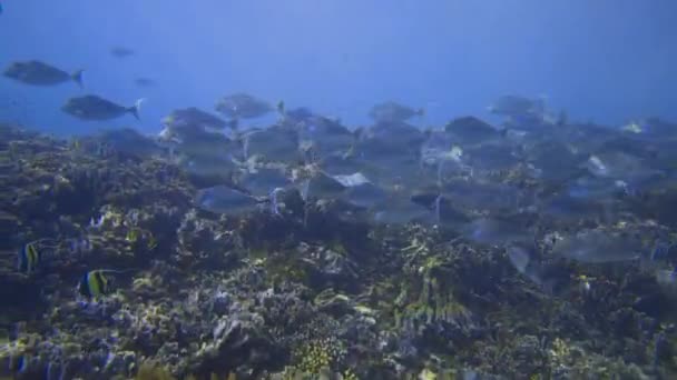 Kamera Korallzátonyon Halad Miközben Egyszarvú Halak Egy Csoportja Úszik Arra — Stock videók