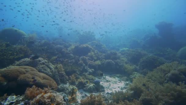 Ljus Kamera Panorera Över Vacker Korallrev Raja Ampat — Stockvideo