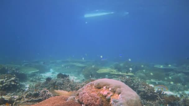 Imagens Coral Coberto Fundo Mar Com Casco Uma Lancha Flutuando — Vídeo de Stock