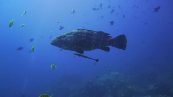 Una Grande Cernia Sta Nuotando Nel Blu Molto Calma Macchina — Video Stock