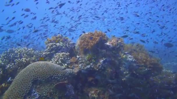 インドネシアのラジャアンパットで魚でいっぱいのサンゴ礁でカメラを滑らせ — ストック動画