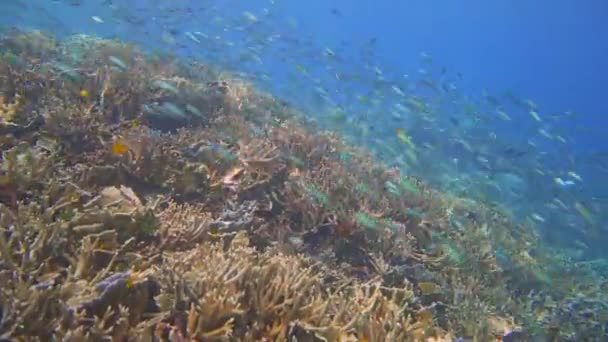 Peces Arrecife Coral Colorido Montón Pequeños Peces Azules Nadando Enjambres — Vídeo de stock