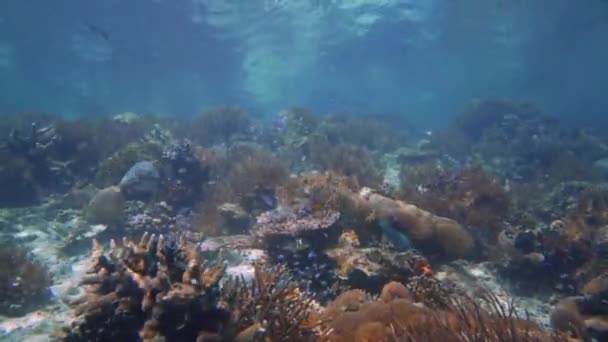 Câmera Panning Direita Para Esquerda Recife Coral Saudável Raso Indonésia — Vídeo de Stock