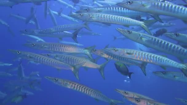 Imagini Frumoase Tornadă Barrracudas Panning Jos Sus Timp Peștele Circulă — Videoclip de stoc