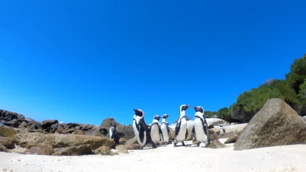 Пингвины Южной Африки Боулдерс Бич Кейптаун — стоковое видео