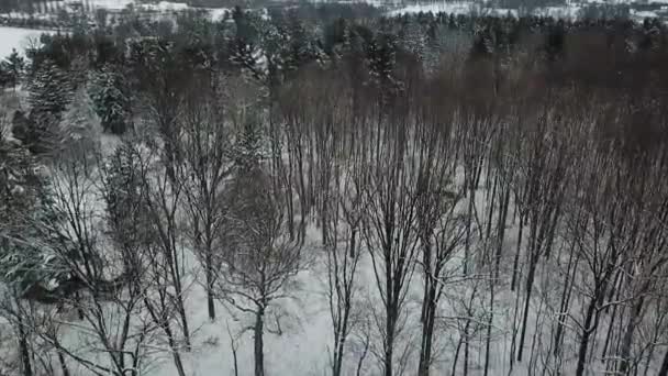 Ariel看到树木 雪和无人驾驶飞机的镜头 — 图库视频影像