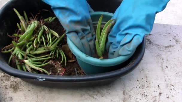 Par Manos Con Guantes Azules Replantando Cuidadosamente Plantas Aloe Vera — Vídeo de stock