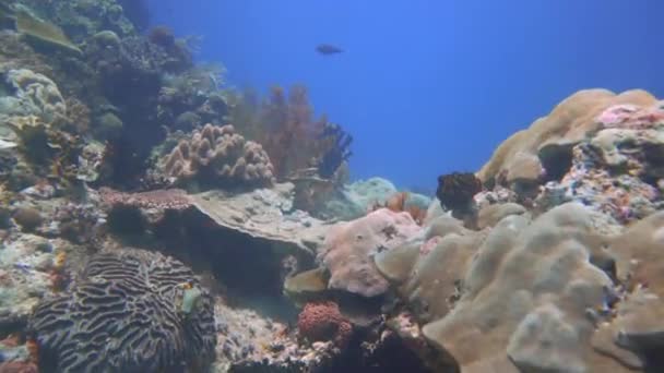 在珊瑚礁中滑行 种类繁多 硬珊瑚 海扇和带鱼的软珊瑚都生活在共生中 — 图库视频影像