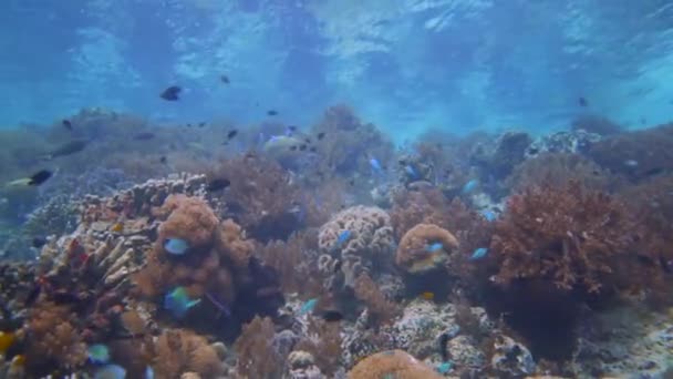 Ένας Όμορφος Ρηχός Κοραλλιογενής Ύφαλος Στη Νοτιοανατολική Ασία Επιφάνεια Του — Αρχείο Βίντεο
