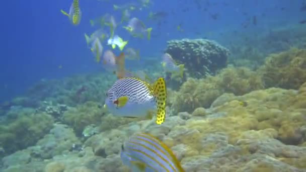 Fotocamera Seguire Alcune Dolci Labbra Orientali Nuotare Lungo Giardino Corano — Video Stock