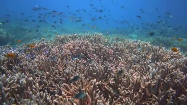 Jardín Coral Extraodrinario Raja Ampat Indonesia Filmado Jardín Melissas Explosión — Vídeo de stock