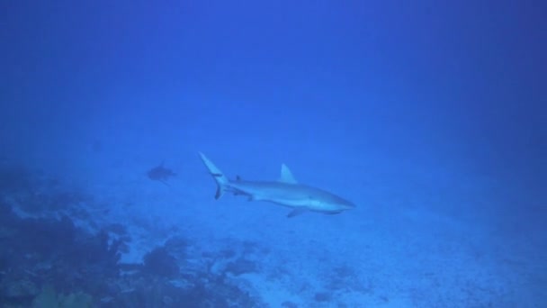 Dois Tubarões Grandes Estão Caçando Azul Profundo — Vídeo de Stock