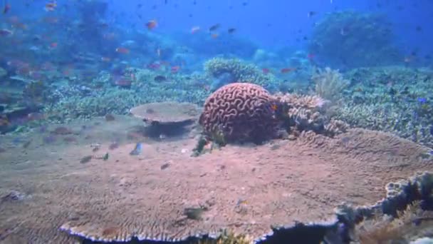 Rychle Klouzat Přes Korálový Útes Raja Ampat Spoustou Velkých Stolních — Stock video