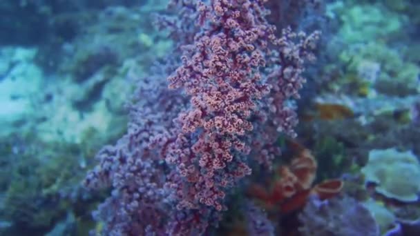 Primer Plano Abanico Coral Sorf Púrpura — Vídeo de stock