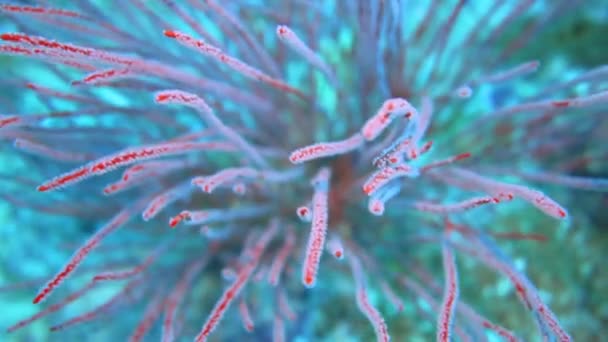 カメラはピンク色の柔らかいサンゴの中に入り込み動きに近づきます — ストック動画