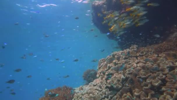 Aproximando Penhasco Cheio Coral Debaixo Água Com Lotes Peixes Recifais — Vídeo de Stock