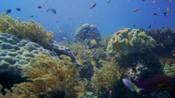 Fotocamera Scivolare Attraverso Una Sana Barriera Corallina Ampat Raja Lentamente — Video Stock