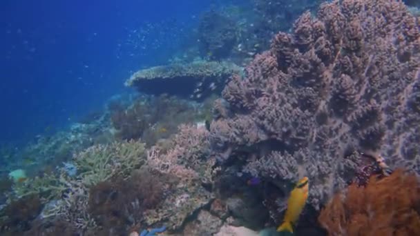 Szybownictwo Przeszło Przez Barwną Zdrową Rafę Koralową Wieloma Małymi Rybami — Wideo stockowe