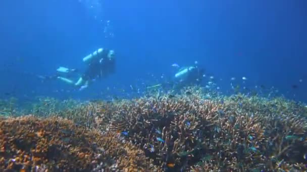 ダイバーはインドネシアのラジャアンパットにある美しいサンゴ礁に沿ってダイビングをしています — ストック動画