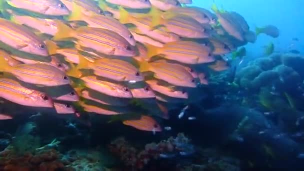 Pantalla Llena Peces Amarillos Todos Nadando Juntos — Vídeo de stock