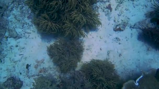 Mirando Hacia Abajo Fondo Lleno Corales Mientras Que Deriva Con — Vídeo de stock
