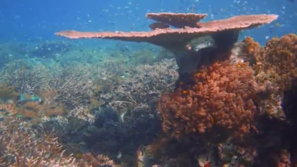 Kamera Przesuwa Się Przodu Nad Zdrową Rafą Koralową Pod Koralowcem — Wideo stockowe