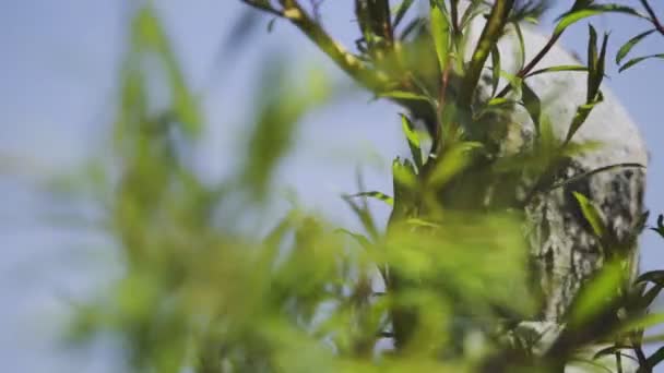 Popołudnie Nieostry Materiał Filmowy Wyciętej Kłody Liściastej Gałęzi Pobliżu Brzegu — Wideo stockowe