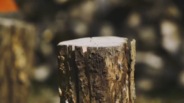 Afternoon Standing Footage Better Results Firewood Cut Scene Impacted Axe — Stock Video