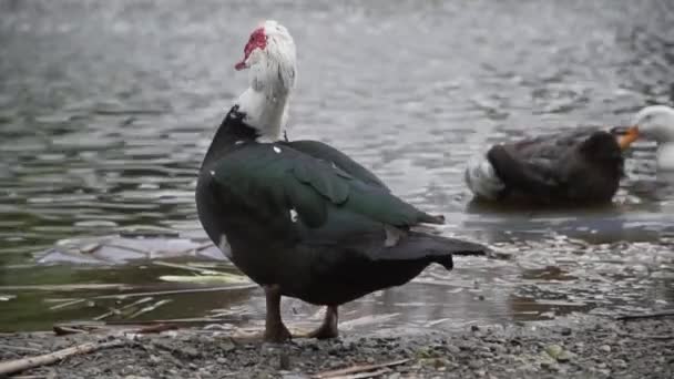 Watervogels Die Zich Voordoen Bij Een Vijver — Stockvideo