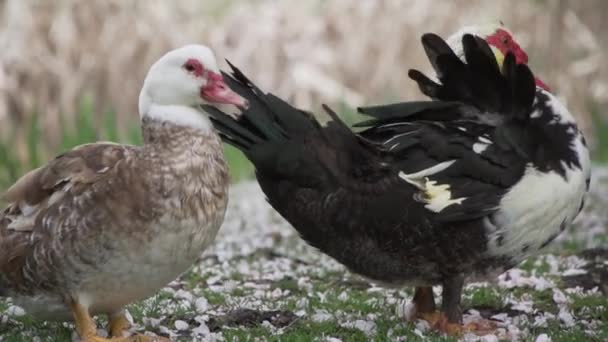 Aves Acuáticas Preparándose Cerca Estanque — Vídeos de Stock