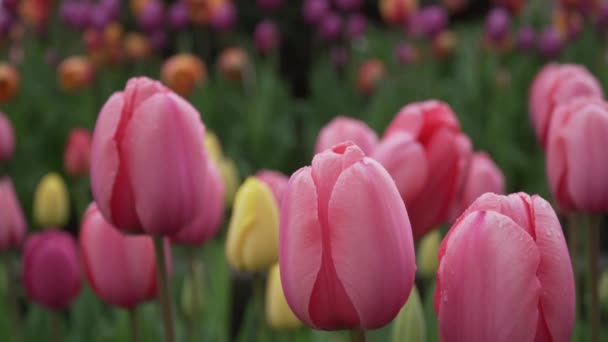 Beautiful Tulips Swaying Gently Garden — Stockvideo
