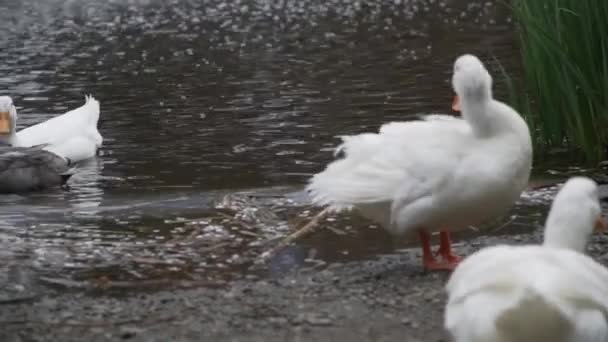 Aves Acuáticas Preparándose Cerca Estanque — Vídeos de Stock