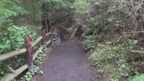 Walking Forested Path Pov Angle — ストック動画