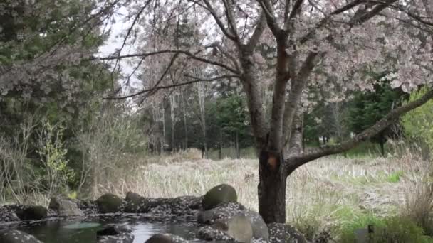 Blossoms Falling Slowly Ground Flowing Water Feature — Stockvideo