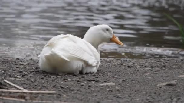 Pato Blanco Solitario Sentado Junto Agua Día Ventoso — Vídeos de Stock