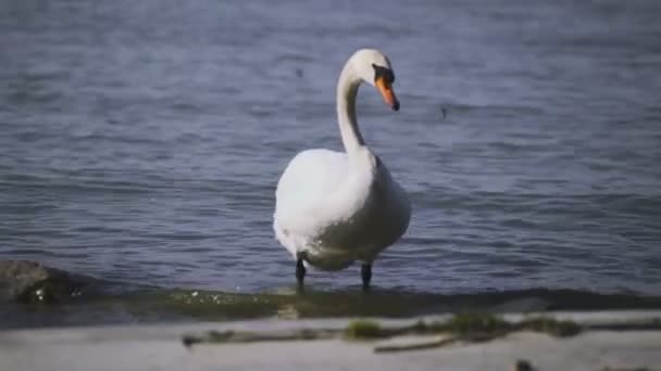 Imágenes Más Cercanas Tarde Cisne Limpieza Orilla Zamrdi Lago Balaton — Vídeo de stock