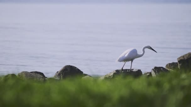 位于巴拉顿湖Zamrdi海岸的一只向前迈进一步的鹤的午后近景录像 — 图库视频影像