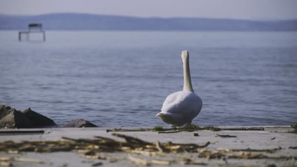 Lower Afternoon View Footage Stepping Forward Interested Swan Shore Zamrdi — Stock Video