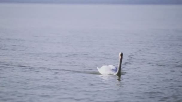 Blíž Odpoledne Pohled Záběry Plavání Vpřed Labuť Břehu Zamrdi Lake — Stock video