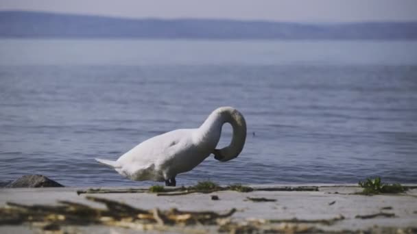 Кадры Нижнего Полудня Самоочищающимся Лебедем Берегу Озера Замрди Балатон — стоковое видео
