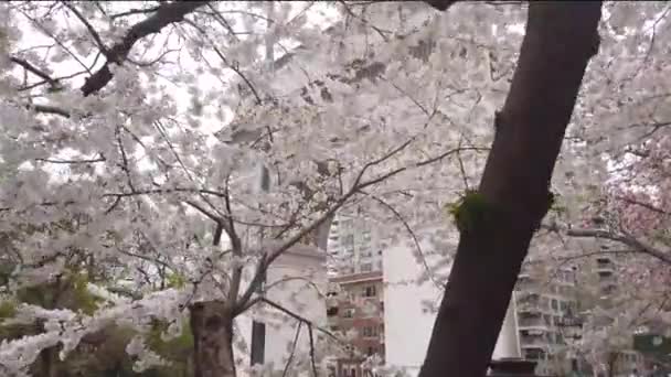 Washington Square Park White Blossoms Shot — Vídeo de Stock