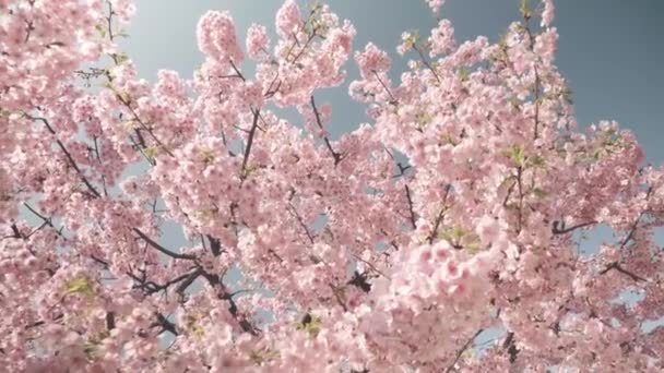 Wide Shot Cherry Blossoms Full Bloom Beautiful Blue Spring Sky — Stock video