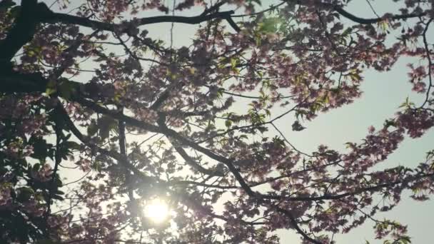 Amplia Toma Flores Cerezo Plena Floración Retroiluminada Por Sol Slow — Vídeos de Stock