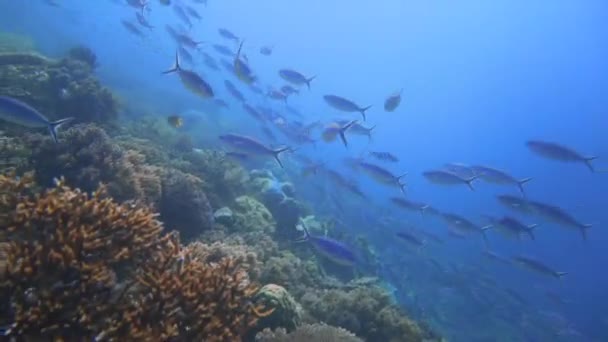 Camera Slowly Gliding Beautiful Coral Reef Indonesia Many Blue Fish — Stock Video