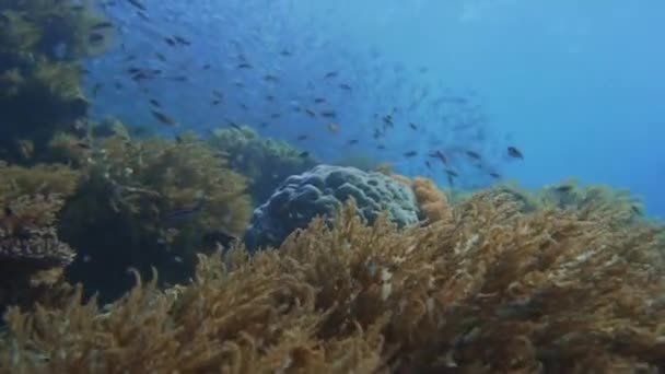 Een Zacht Koraal Bedekt Een Zeebodem Met Massa Vissen Verte — Stockvideo