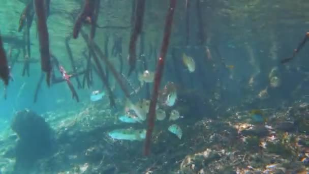 Debaixo Das Árvores Mangue Com Peixes Corais — Vídeo de Stock