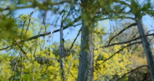 Rack Focus Des Pins Aux Cyprès Dans Une Belle Forêt — Video